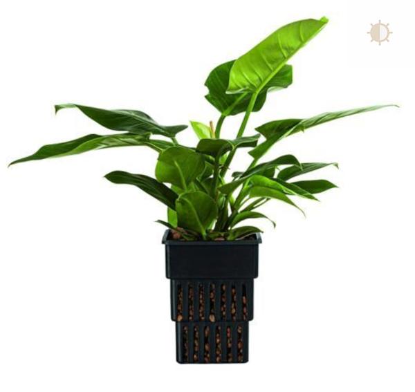 Philodendron_Imperial_Green_01